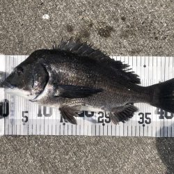 イチノ兄弟、釣果!