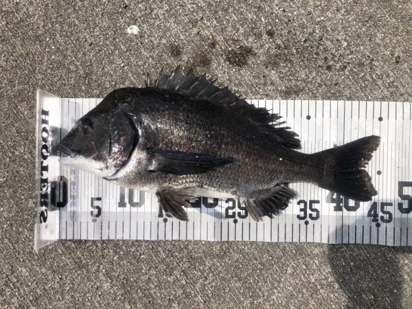 イチノ兄弟、釣果!