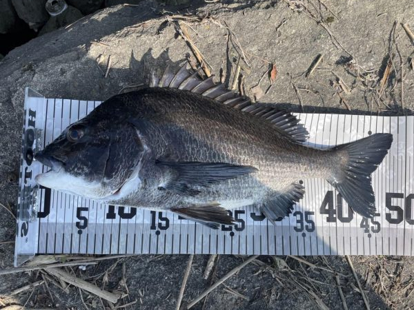 イチノ兄弟、釣果！