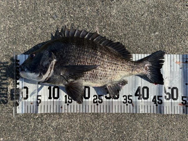 イチノ兄弟、釣果!