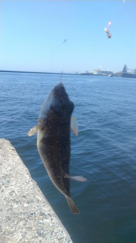 播磨新島のキス調査9