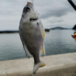 本日も五目釣り