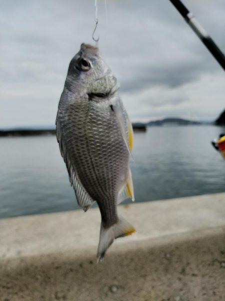 本日も五目釣り