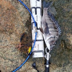 ようやく釣れた。