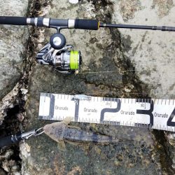 一瞬で終わった釣行、ビデオカメラもセットする間がない…しかもスレ