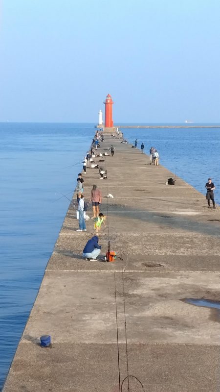 播磨新島のキス調査