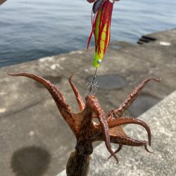 渡船後の蛸釣り修行