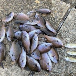 今季初！大きめサバ4本