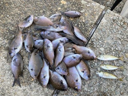 今季初！大きめサバ4本