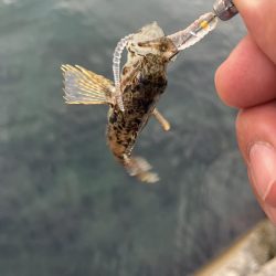 ニューロッド鱗付け