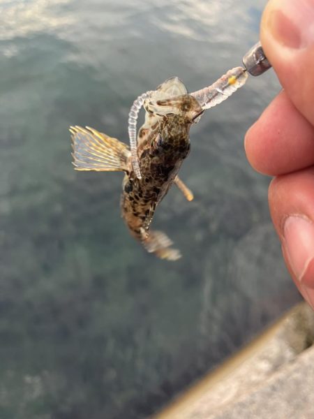 ニューロッド鱗付け