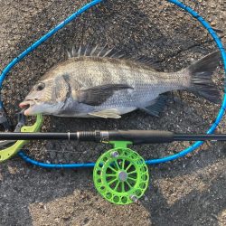 5枚、いよいよシーズンインか⁈