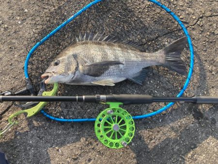 5枚、いよいよシーズンインか⁈