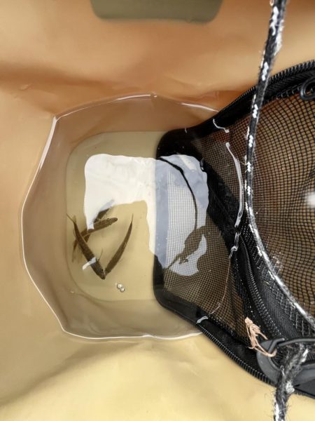 人が多いけど豆アジげきしぶ　