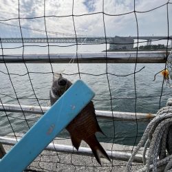 サビキ五目釣り