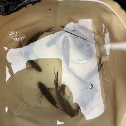 濃霧　おせん日和