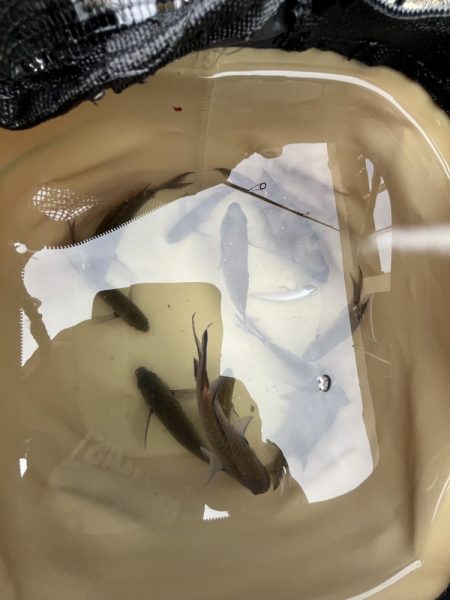 濃霧　おせん日和