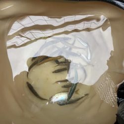 豆アジ回遊あり