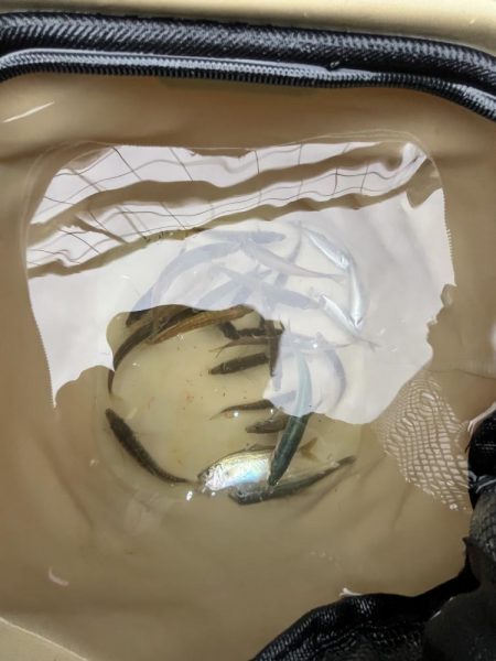 豆アジ回遊あり