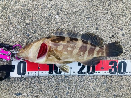 紀州釣りでクエ