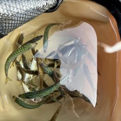 豆アジ回遊中！！