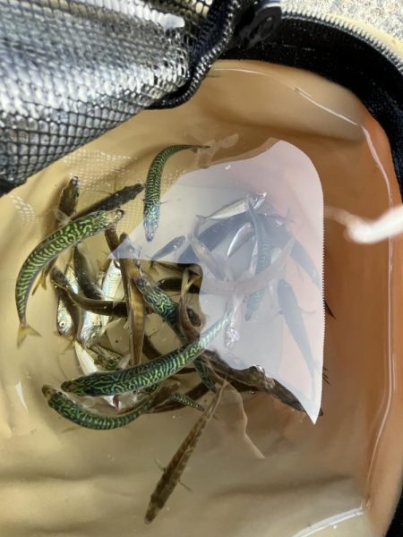 豆アジ回遊中！！