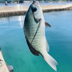 五目釣り 最後は珍客