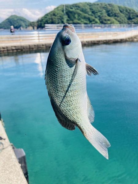 五目釣り 最後は珍客