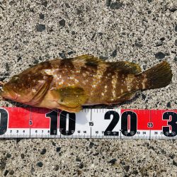 逃した魚は大きい