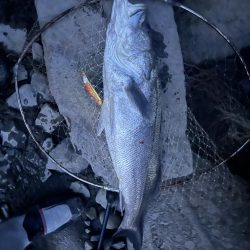 筑後川で80センチシーバス