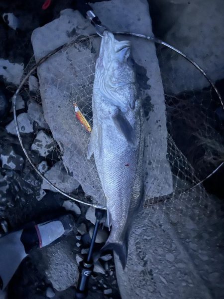 筑後川で80センチシーバス