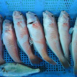 泉州丸　釣果