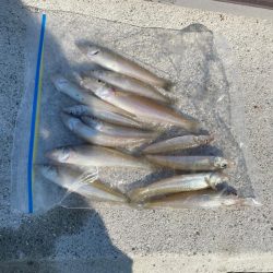 キス釣り　イソメパターンってあるの…か？