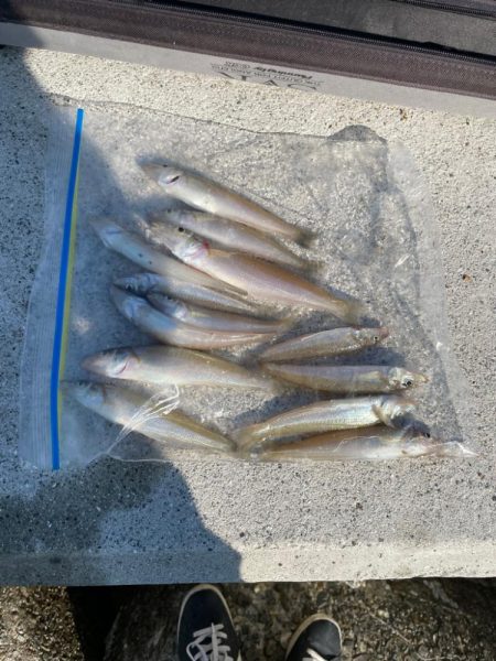 キス釣り　イソメパターンってあるの…か？