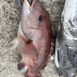 チヌやカンダイ釣れました