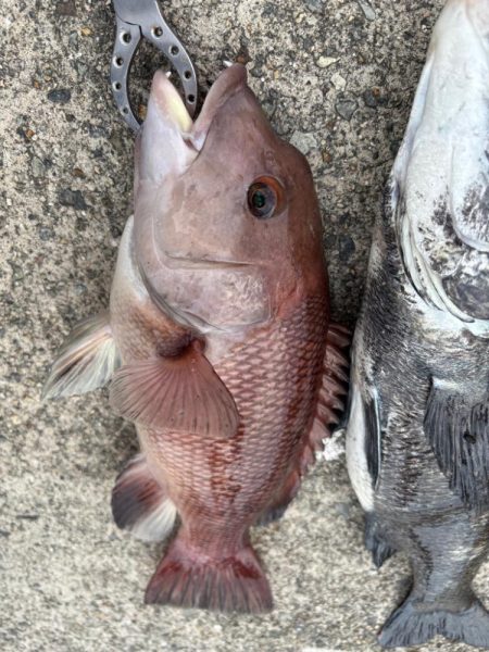 チヌやカンダイ釣れました