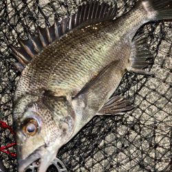 ヘチってきました