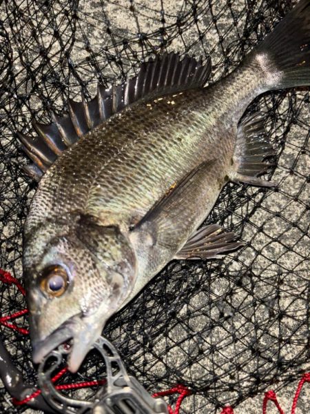 ヘチってきました