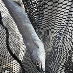 琵琶湖の宝石ビワマス