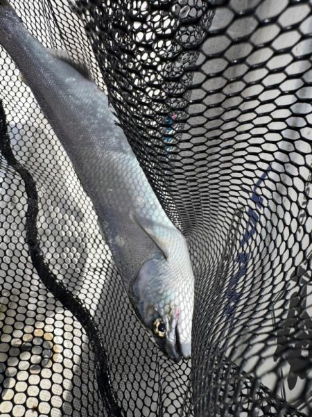 琵琶湖の宝石ビワマス