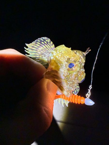 久しぶりのメバリング