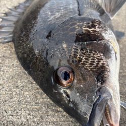 エビ撒きでガシラ、セイゴ釣れました