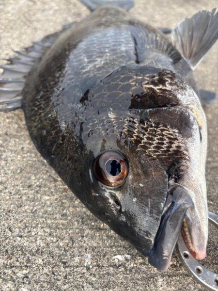 エビ撒きでガシラ、セイゴ釣れました