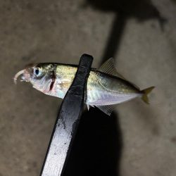 テクニカル豆アジング