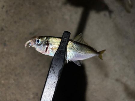 テクニカル豆アジング