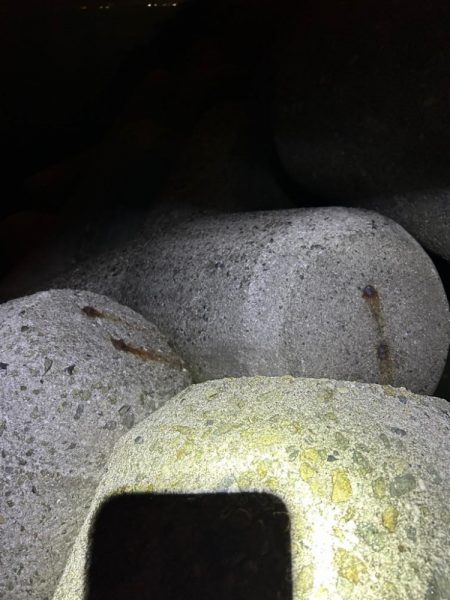 リベンジメバル