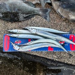 魚津港 フカセ釣り