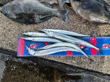 魚津港 フカセ釣り