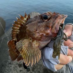 朝マヅメ根魚！