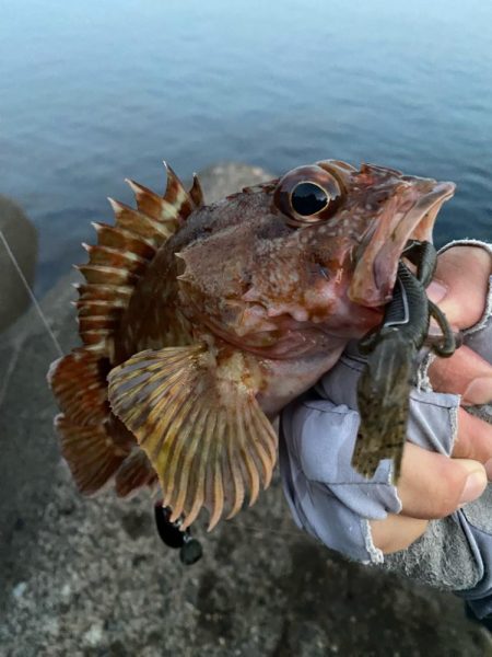 朝マヅメ根魚！